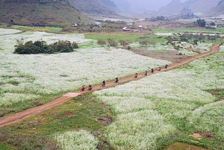  Tour gép , trọn đoàn thứ 7 chủ nhật hàng tuần  HÀ NỘI – MỘC CHÂU – MAI CHÂ